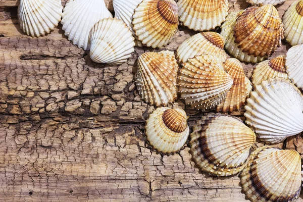 Collection Different Sea Shells Aegean Sea Summer Background — Stock Photo, Image