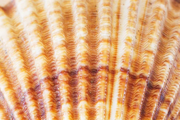 Ege Denizi Deniz Kabukları Yakın Çekim Yaz Arka Plan — Stok fotoğraf