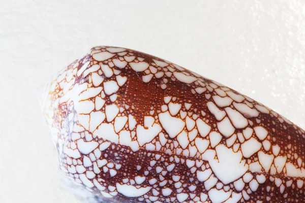 从爱琴海的海贝壳关闭 暑期背景 — 图库照片