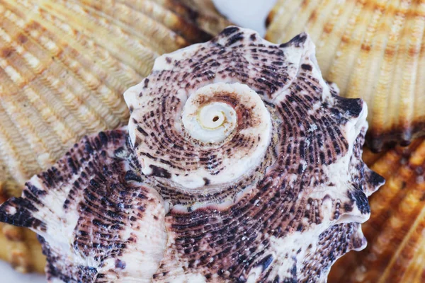 Close Sea Shells Aegean Sea Summer Background — Stock Photo, Image