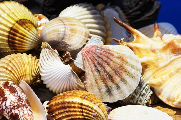 エーゲ海から別海の貝のコレクションです 夏の背景 — ストック写真