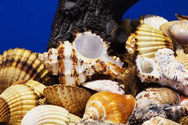 Ege Denizi farklı deniz kabukları koleksiyonu. Yaz arka plan.