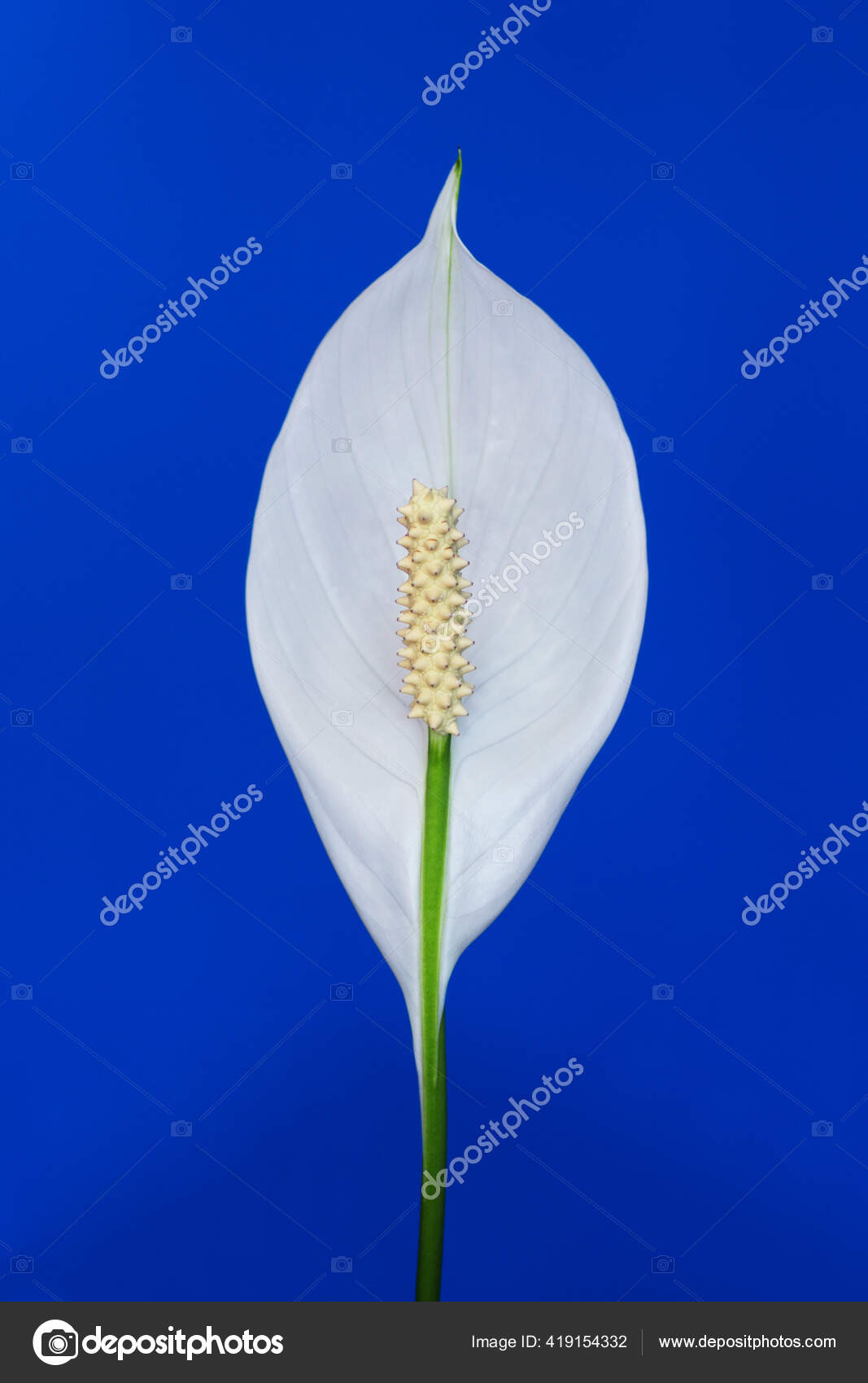 Spathiphyllum花の閉鎖です 平和ユリ白い花 観葉植物 花を咲かせる ストック写真 C Karich Spathiphyllum花の閉鎖です 平和ユリ白い花 観葉植物 花を咲かせる ストック写真 C Karich