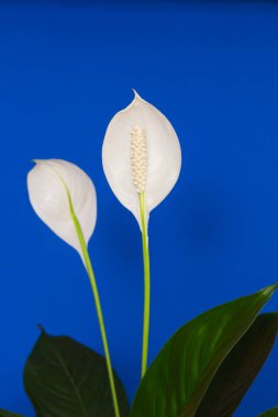 Mavi arka planda yeşil yapraklı Spatthiphyllum çiçeği. Çiçek - Barış zambakları.