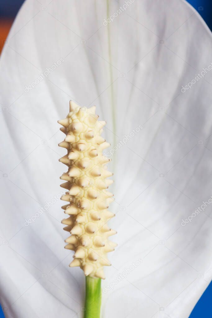 A closeup of a Spathiphyllum flower. Peace lily white flower. Houseplant - blooming flower.