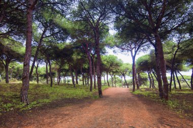 Pine grove
