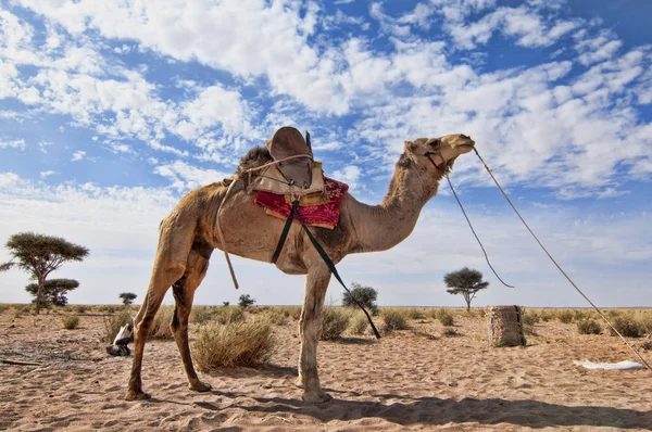 Camel Stockfoto