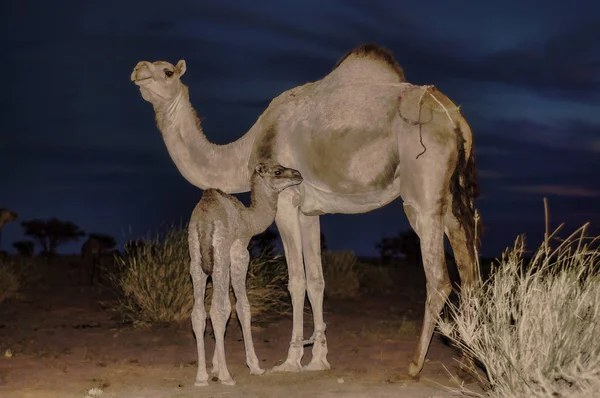 Καμήλα — Φωτογραφία Αρχείου