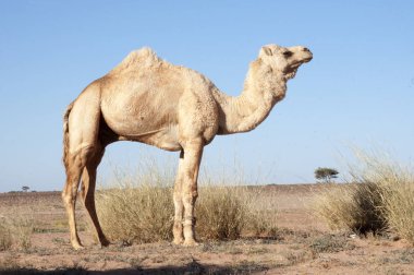 dromedary