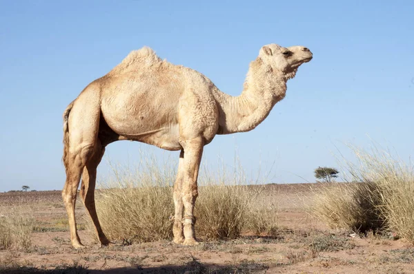dromedary
