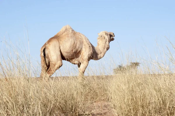 Camello. Imágenes de stock libres de derechos