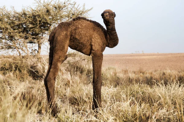 Camel — Stock Photo, Image