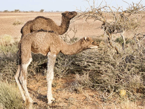 Kamel — Stockfoto