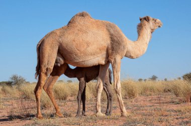 Anne ve bebek deve Sahara 'da