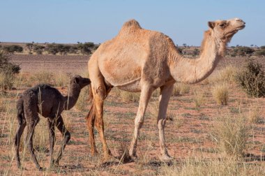 Anne ve bebek deve Sahara 'da
