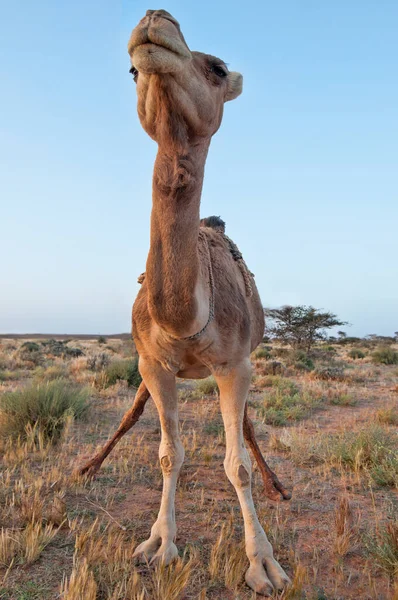 Dromedario Cammello Nel Deserto Del Sahara Occidentale — Foto Stock