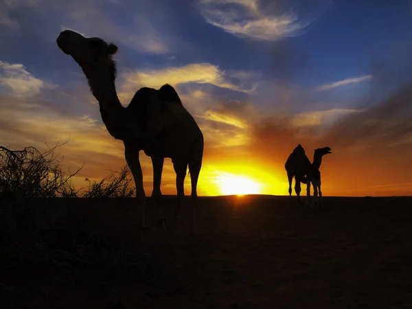 Kamelsahara Bei Sonnenaufgang — Stockfoto