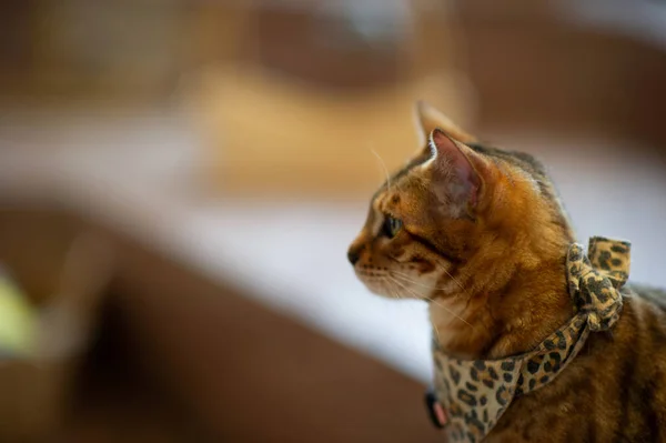 Gatos Estimação Bonitos Brincalhões Sentado Casa Conceito Amante Fiel — Fotografia de Stock