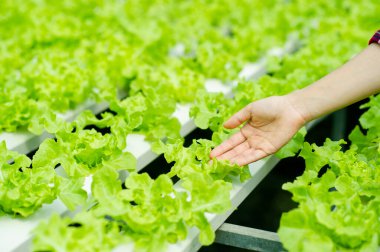 Sağlıklı bir sebze bahçesinde organik marul bahçesi. Sağlıklı beslenme konsepti. Evde kendi sebzeni kendin yetiştir. Sağlıklı organik sebze bahçesi. Yeşil yapraklı sebzeler.