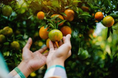 Portakal bahçeleri ve bal portakal ekimi. Organik tarım. Meyve sahipleri portakalları satılığa çıkarıyor..