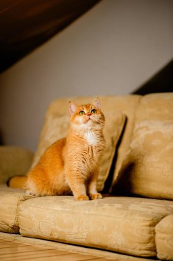 Şirin, tüylü, parlak gözlü, evcil bir kedi, sessiz ve rahatlatıcı bir ev kedisi yetiştiriyor..