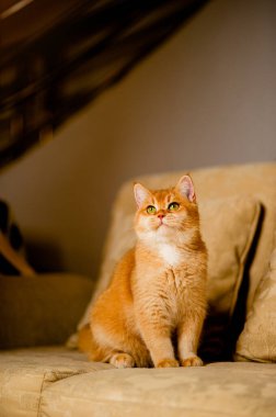 Şirin, tüylü, parlak gözlü, evcil bir kedi, sessiz ve rahatlatıcı bir ev kedisi yetiştiriyor..