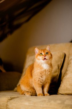 Şirin, tüylü, parlak gözlü, evcil bir kedi, sessiz ve rahatlatıcı bir ev kedisi yetiştiriyor..