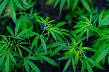 Büyüyen kenevir bitkileri, Tedavi edici kenevir tarımı, Kenevir Sanayii ve Tarım, Yeşil Yapraklar