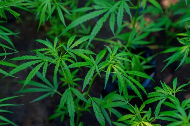 Büyüyen kenevir bitkileri, Tedavi edici kenevir tarımı, Kenevir Sanayii ve Tarım, Yeşil Yapraklar