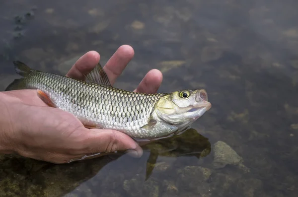 Kleine Kopvoorn Vissen Hand Vrijgeven Van Vis Terug Het Water — Stockfoto