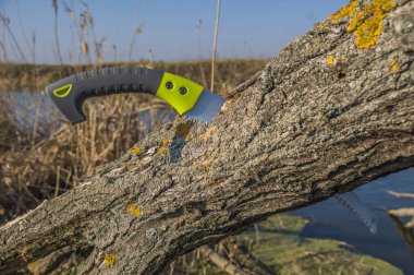 Kesme eski ağaç dalı. Bahçe bir demir testeresi ile ağaçlarda budama
