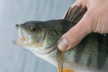 Levrek balığı kupa balıkçı elinde