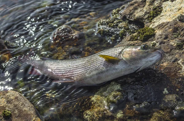 格雷林鱼在河上的石头上 钓鱼在狂放的河 — 图库照片