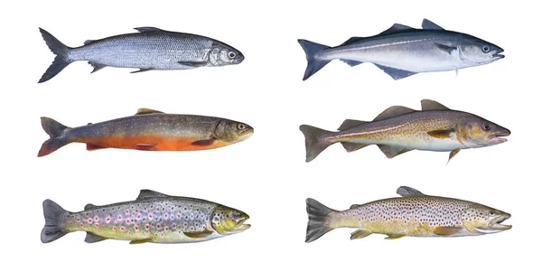 Norveç balık seti. Alabalık, arctic char, brook kahverengi alabalık, pollock balık, coalfish, saithe, beyaz arka plan üzerinde izole morina balığı