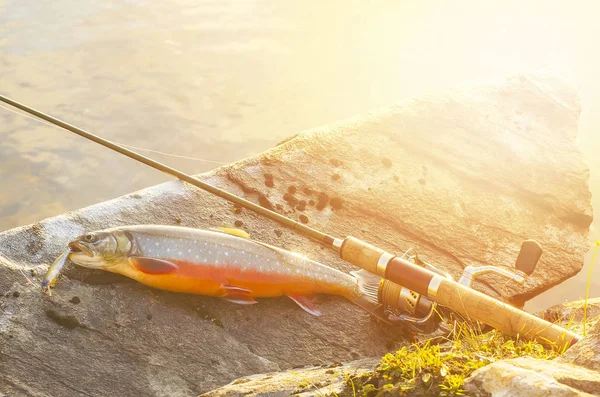 Arctic char fish on river stone. Toned sunshine