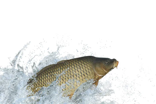 Poisson Carpe Sautant Avec Éclaboussures Dans Eau — Photo