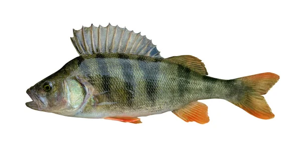 Perch Fish Trophy Isolated White Background — Stock Photo, Image