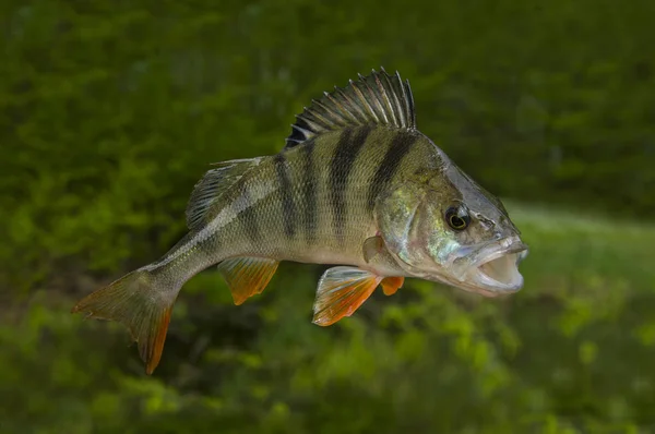 Ryba Okoun Izolované Přírodní Zelené Pozadí — Stock fotografie