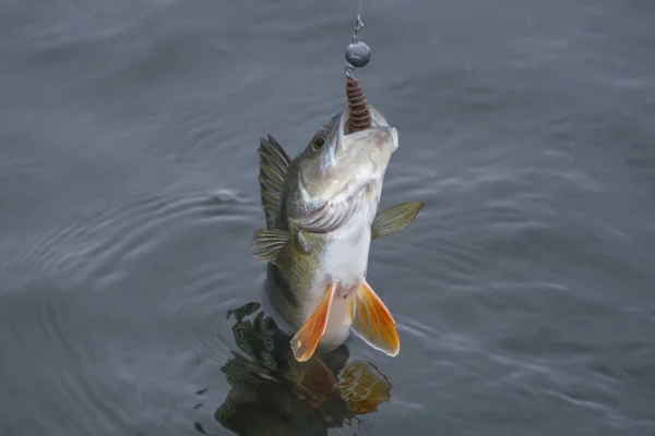 スズキ魚の水に巻き込まれるトロフィー 釣りの背景 — ストック写真