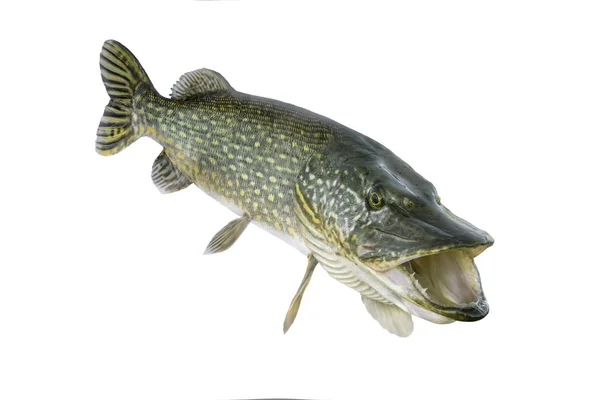 Balık Tutma Beyaz Arka Plan Üzerinde Izole Büyük Canlı Pike — Stok fotoğraf
