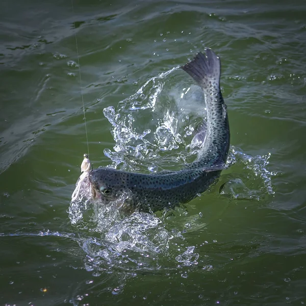 水の中で水しぶきキャッチ トラウト サーモン魚 地域の釣りの背景 — ストック写真