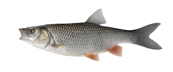 Chub Troféu Peixe Isolado Fundo Branco — Fotografia de Stock