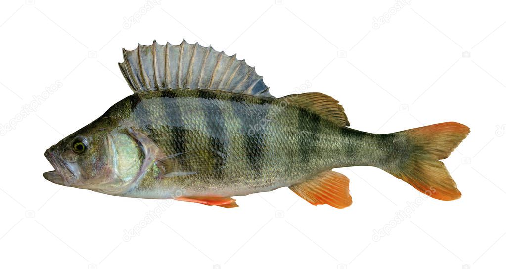 Perch fish trophy isolated on white background