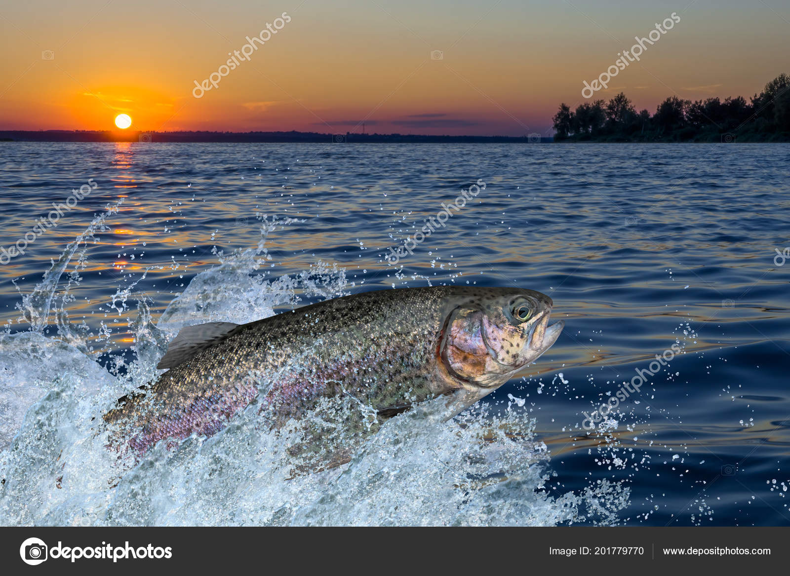 Rainbow Trout Jumping Out Water