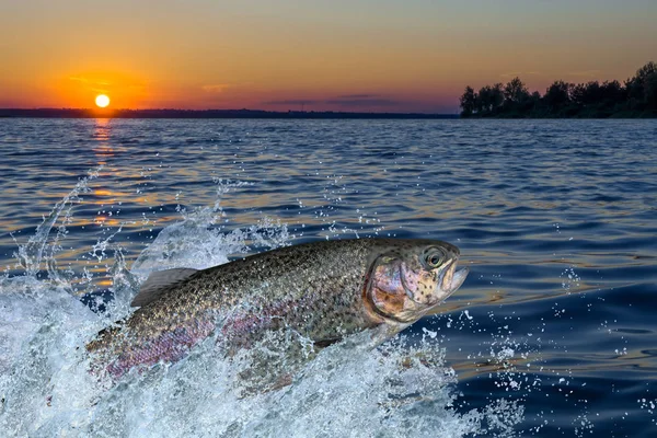 Trout fish jumping with splashing in water