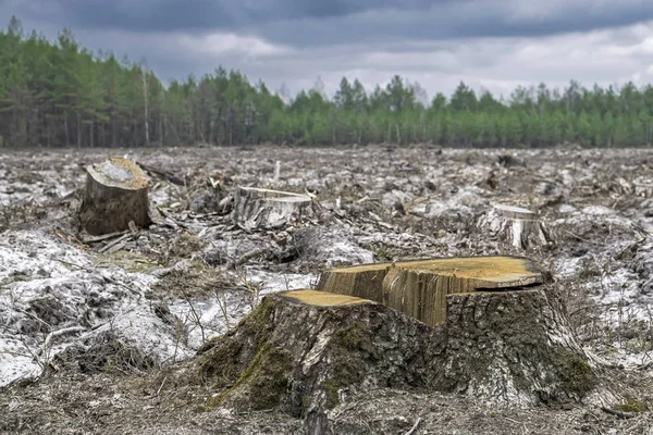 Deforestación Trozo Árbol Después Cortar Bosque — Foto de Stock