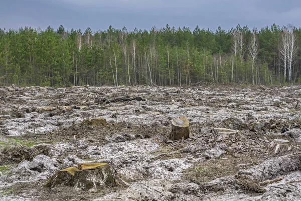 Deforestación Trozo Árbol Después Cortar Bosque — Foto de Stock