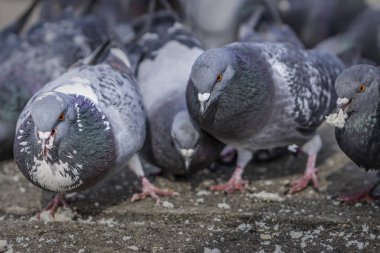 Ekmek kırıntıları yeme parktaki güvercinler