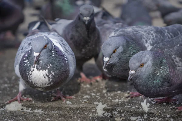 Ekmek kırıntıları yeme parktaki güvercinler