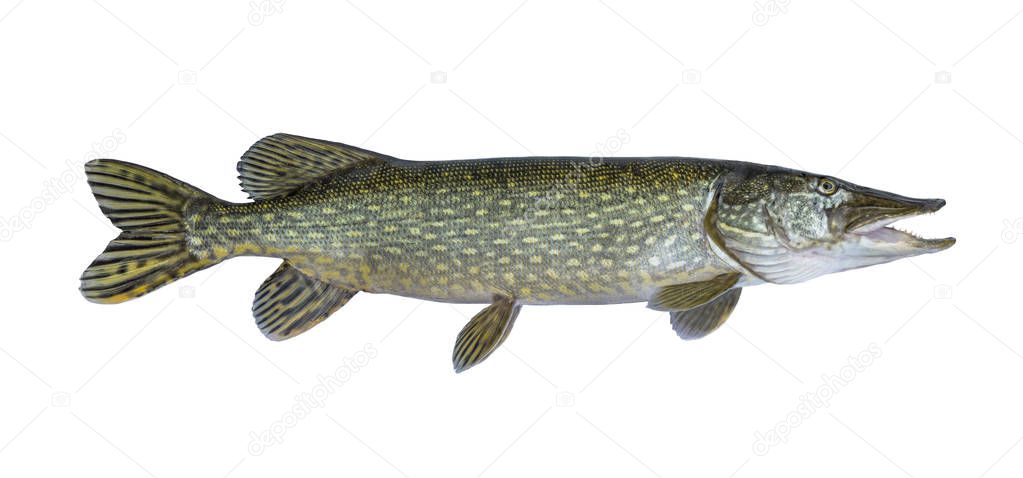 Big live pike fish isolated on white background